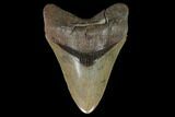 Serrated, Fossil Megalodon Tooth - South Carolina #129449-1